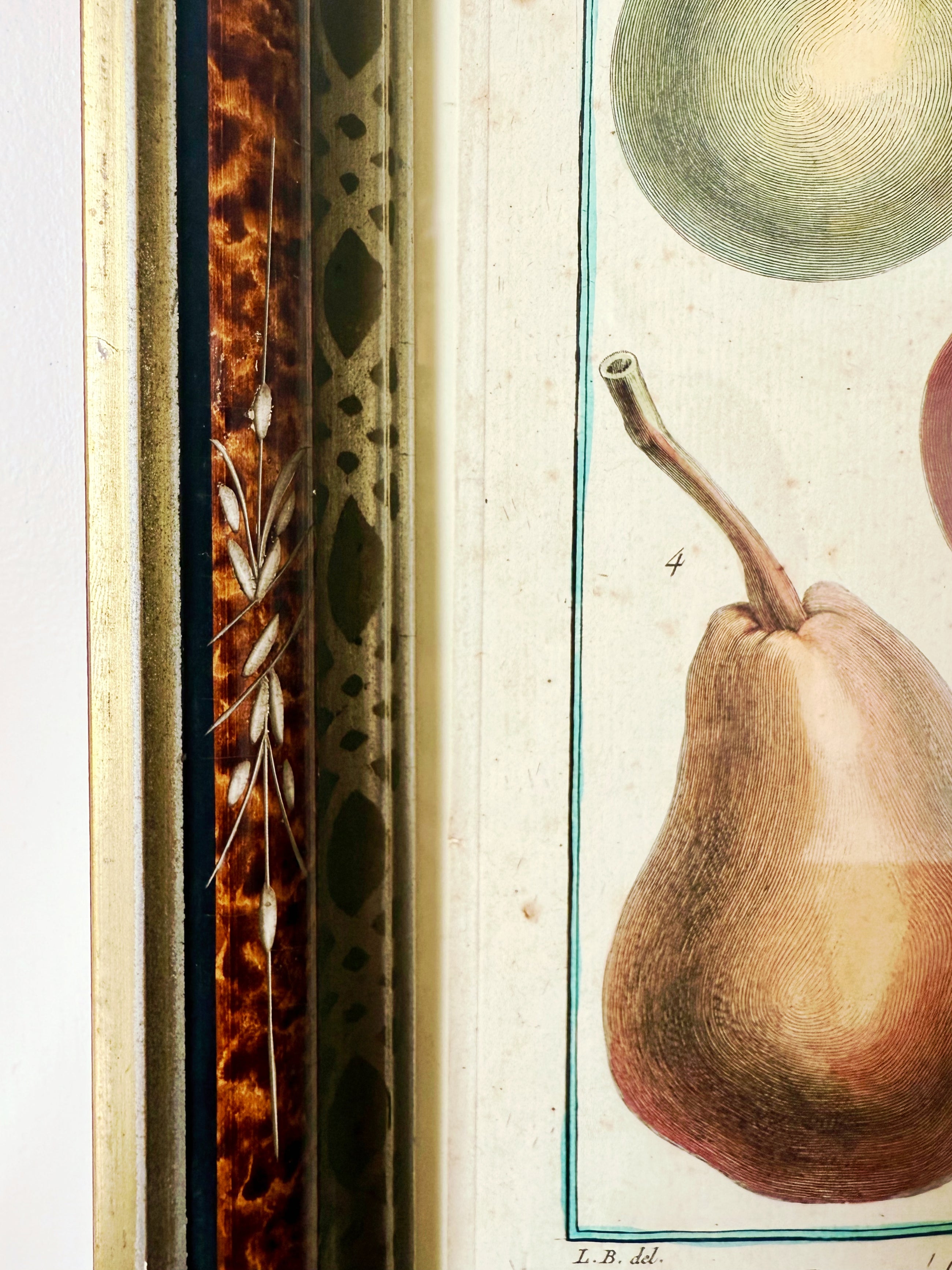 Antique French Engraving of Pear Specimens in Vintage Frame with Inlay