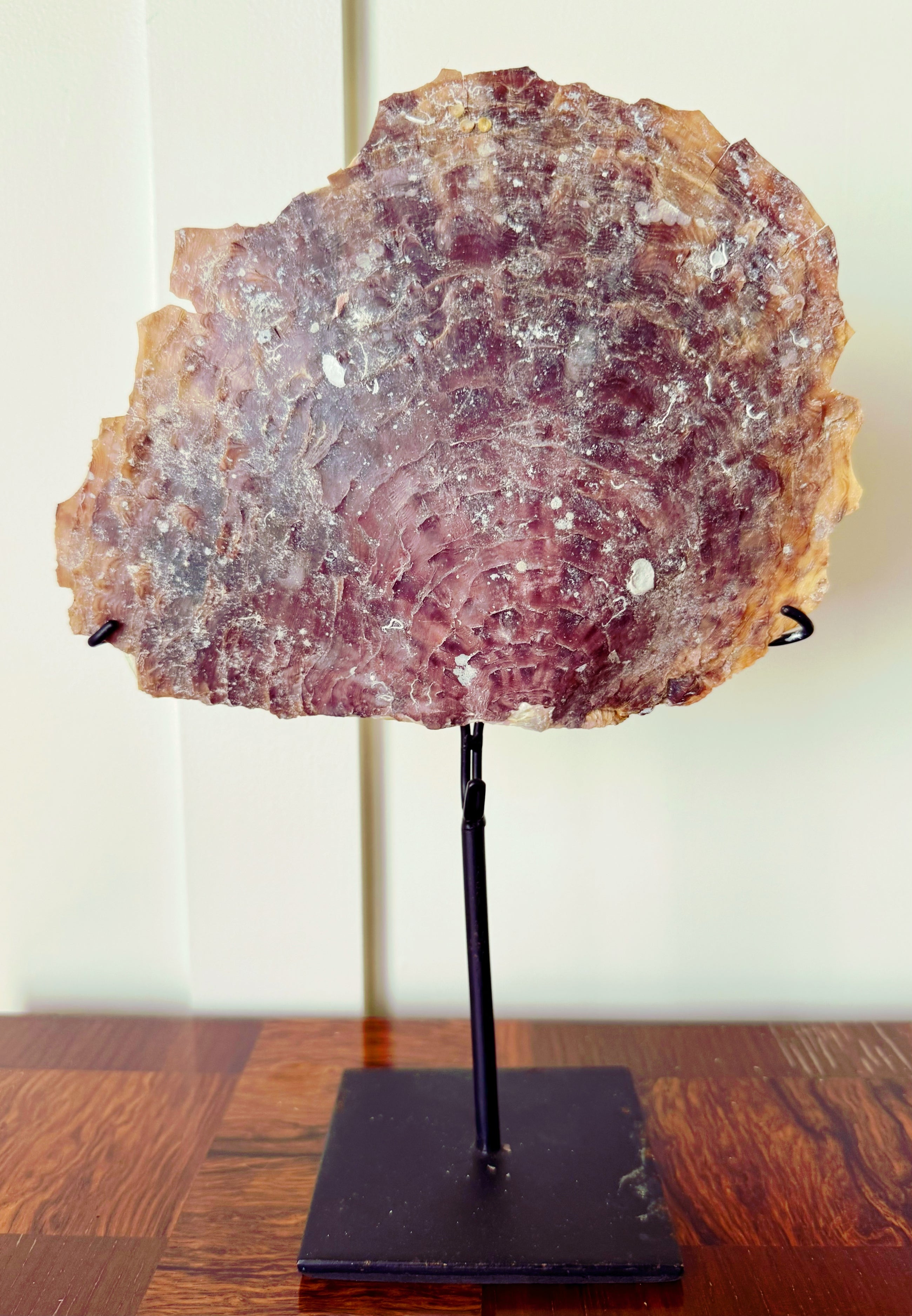 Mounted Oyster Shell Natural Specimen in Custom Stand