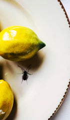 French Porcelain Trompe l'Oeil Plate with Lemons