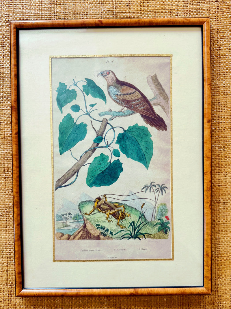 Antique French Naturalist Engravings in Burlwood Frames, Set of Four