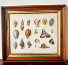 Antique Shells Engraving in Vintage Wood and Gilded Wood Frame