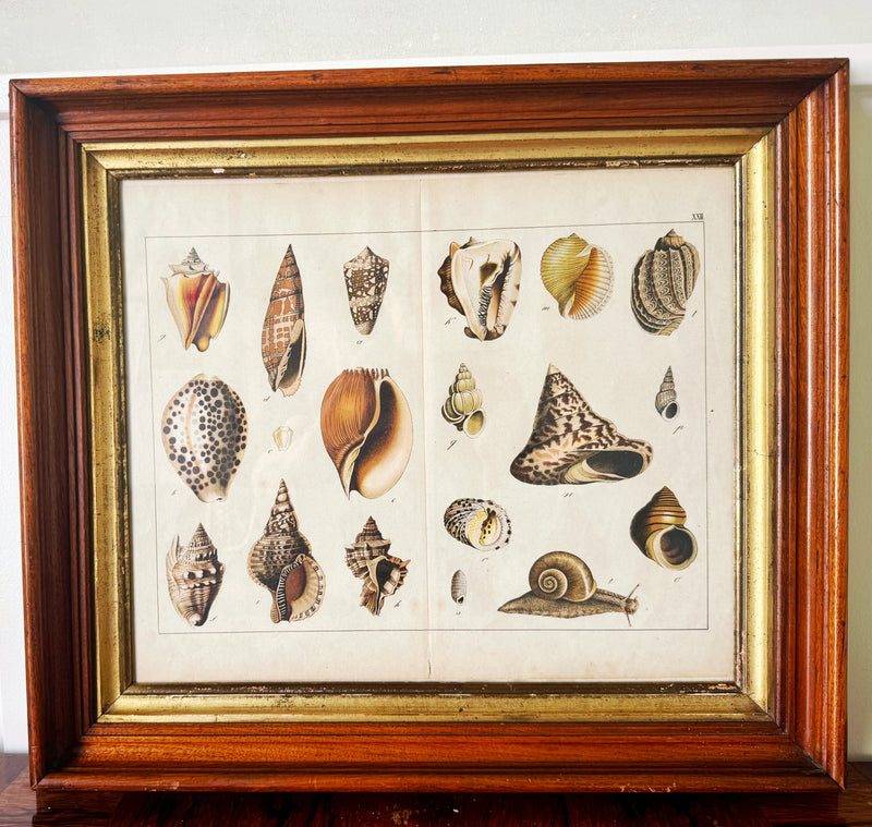 Antique Shells Engraving in Vintage Wood and Gilded Wood Frame