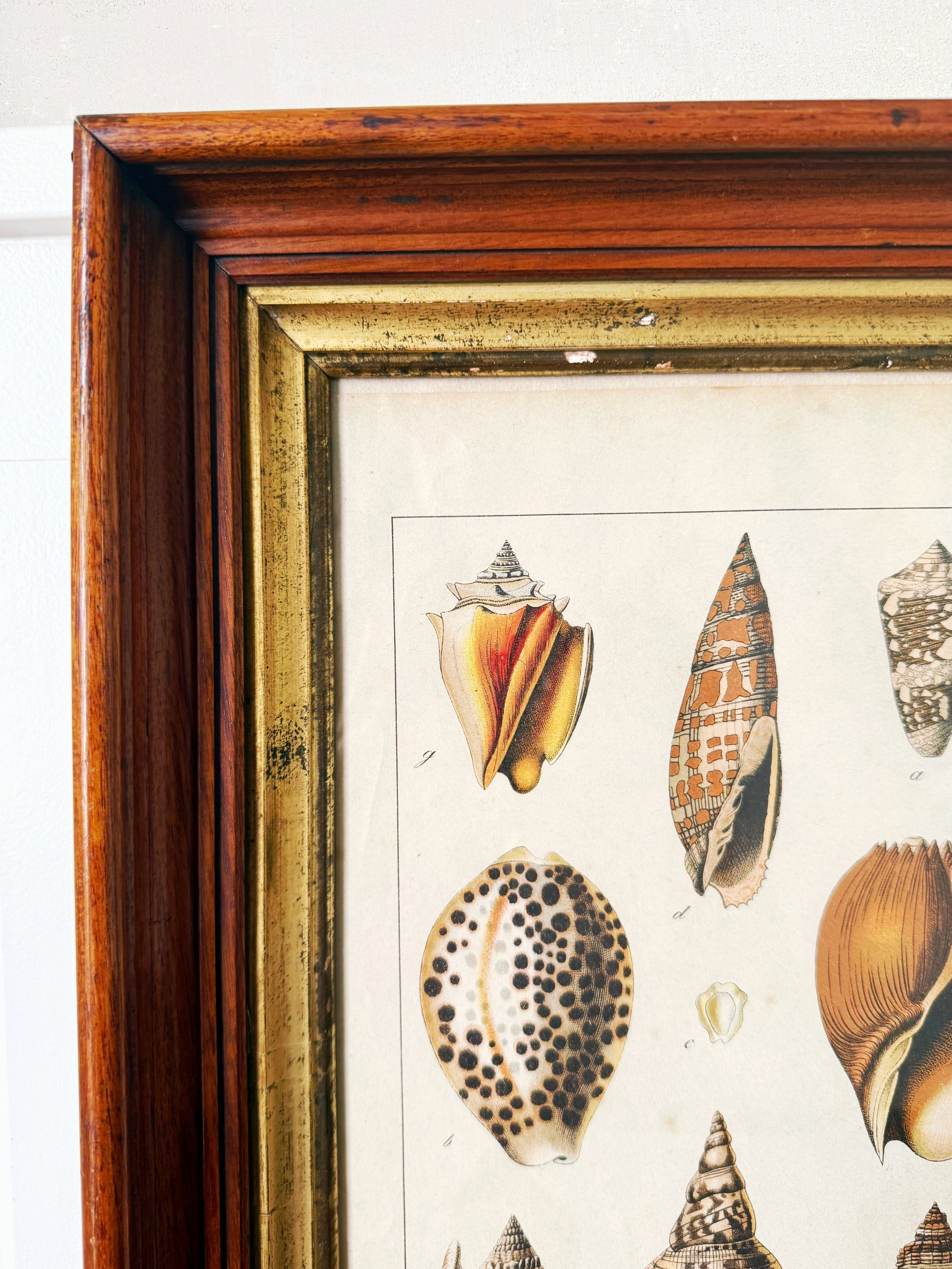 Antique Shells Engraving in Vintage Wood and Gilded Wood Frame