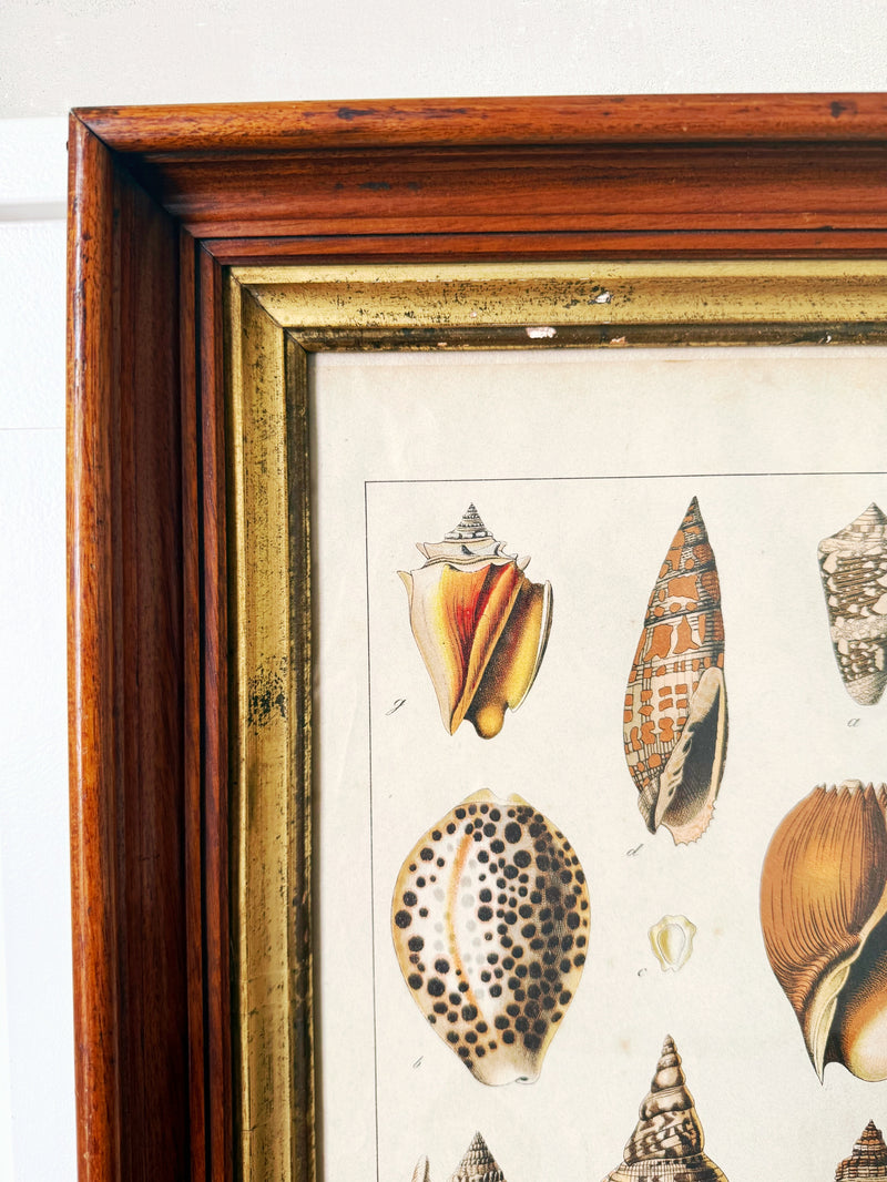 Antique Shells Engraving in Vintage Wood and Gilded Wood Frame