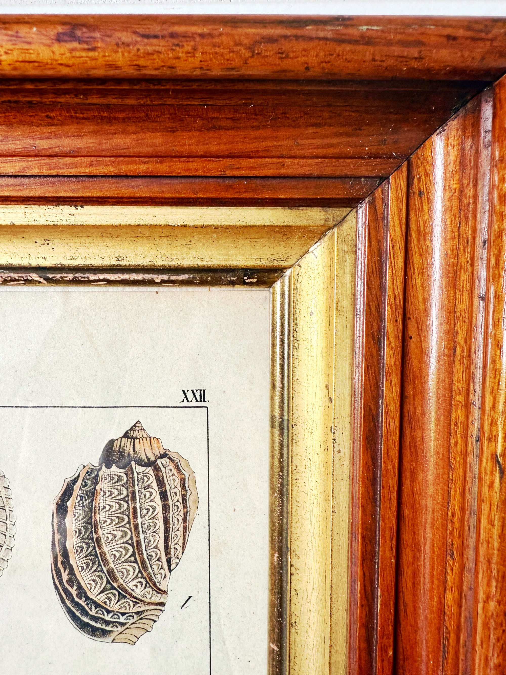 Antique Shells Engraving in Vintage Wood and Gilded Wood Frame