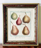 Antique French Engraving of Pear Specimens in Vintage Frame with Inlay