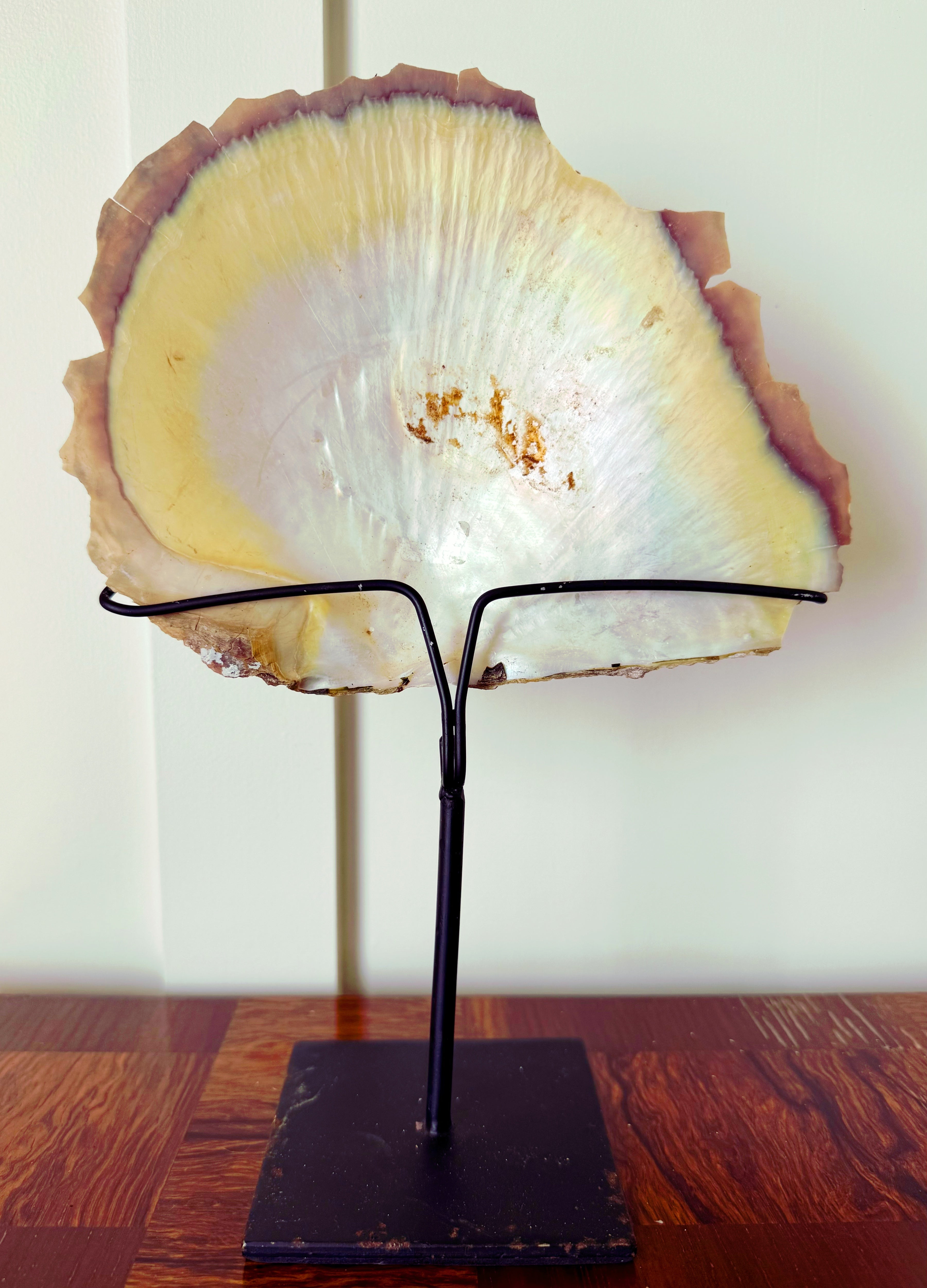 Mounted Oyster Shell Natural Specimen in Custom Stand | Gray Antiques