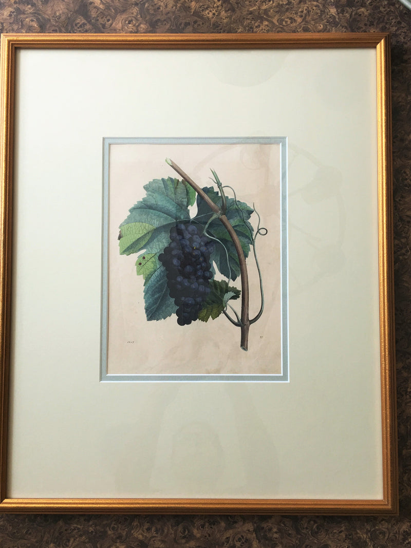 German Hand Colored Fruit Engraving, Number II, circa 1847