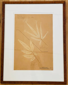 Antique French Fougères (Fern) in Frame, early 20th century