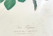 French Fruit Engravings, c. 1824, in Frame, Pair