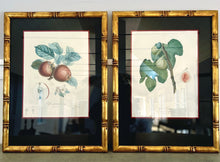 French Fruit Engravings, c. 1824, in Frame, Pair